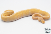 Python royal - Python regius Banana Lemon Blast GHI