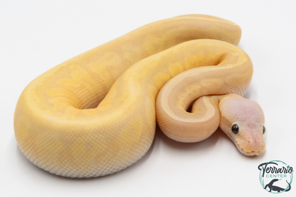 Python royal - Python regius Banana Lemon Blast Yellow Belly