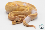 Python royal - Python regius Banana Pastel Piebald