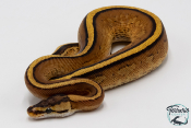 Python royal - Python regius Super Stripe