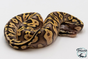 Python royal - Python regius Super Pastel Orange Dream