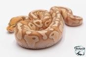 Python royal - Python regius Banana Butter