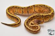 Python royal - Python regius Lemon Blast