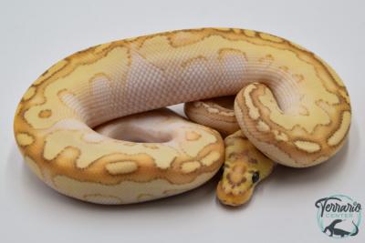 Python royal - Python regius Banana Clown Lesser