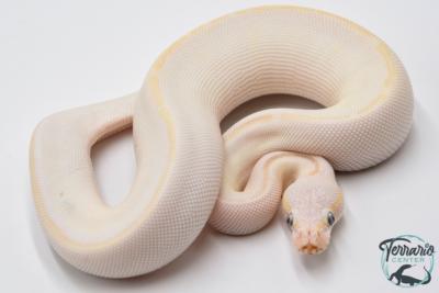 Python royal - Python regius Karma