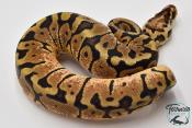 Python royal - Python regius Woma Pastel