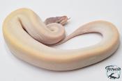 Python royal - Python regius Super Mojave