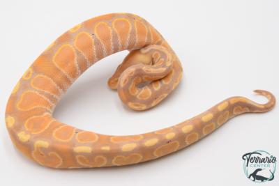 Python royal - Python regius Banana GHI