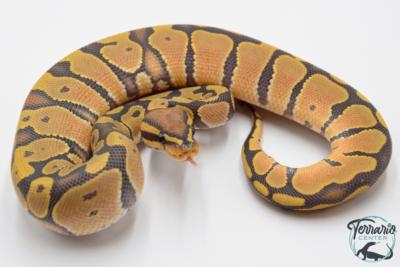 Python royal - Python regius Hypo