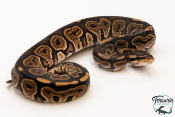 Python royal - Python regius Black Pastel