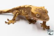 Correlophus ciliatus - Gecko à crête - NC 2025 -  46B