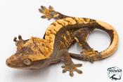 Correlophus ciliatus - Gecko à crête - NC 2025 -  49