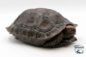 Manouria Emys Emys - Tortue brune de Birmanie