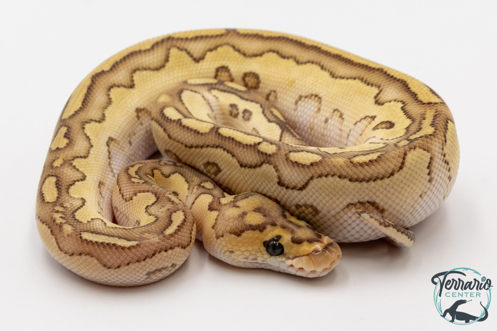 Python royal - Python regius Lesser Clown