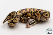 Python royal - Python regius Super Pastel Yellow Belly