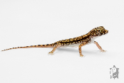 Stenodactylus Petrii - Gecko de dune