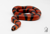 Lampropeltis triangulum hondurensis Tangerine nc 2022 - Serpent faux corail