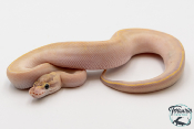 Python Royal - Python regius Ivory