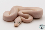 Python royal - Python regius Ivory Super Pastel