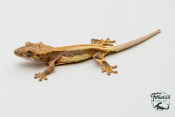 Correlophus ciliatus Lily White - Gecko à crête - Juvénile 14 -  NC 2023 - PH2024011010152292