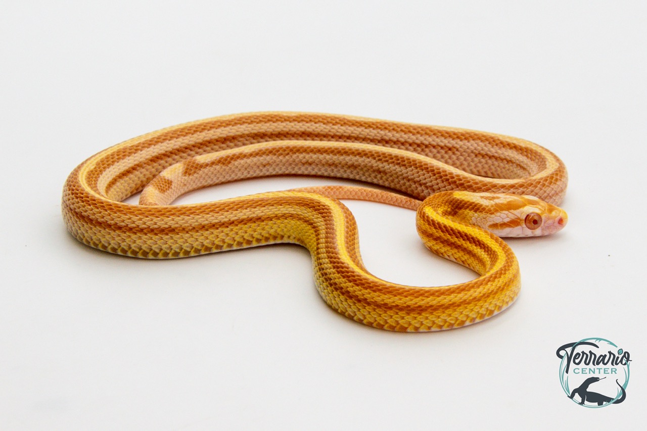 Serpent des blés - Pantherophis guttatus Tessera butter ligné