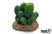 Cactus 13 - 12x12x13cm