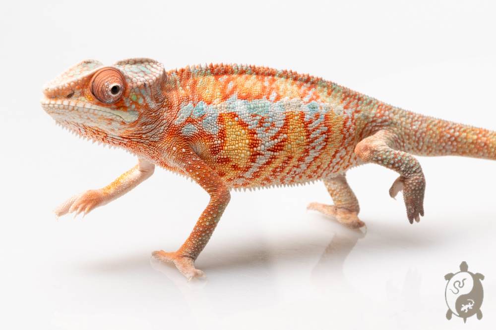Caméléon Panthère - Furcifer Pardalis Ambilobe Red Bar - couple
