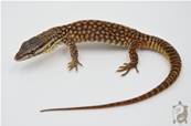 Varanus acanthurus - Varan à queue épineuse -  NC 2024