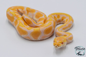 Python royal - Python regius Albinos Pastel Enchi