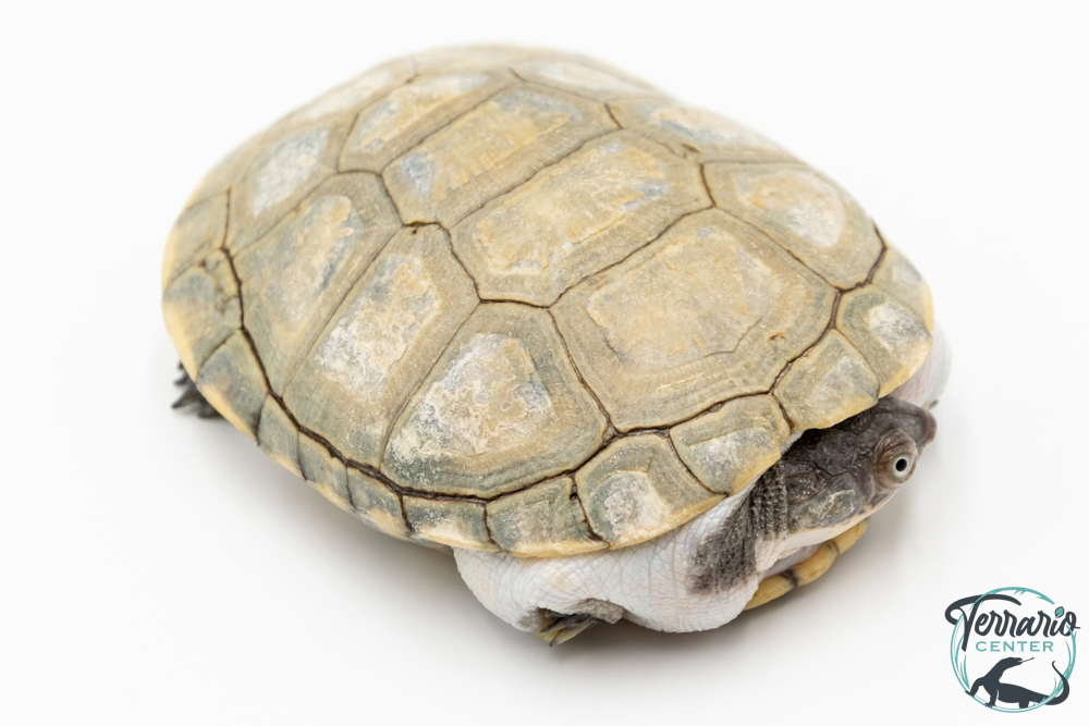 Pelomedusa subrufa – Péloméduse roussâtre - 02