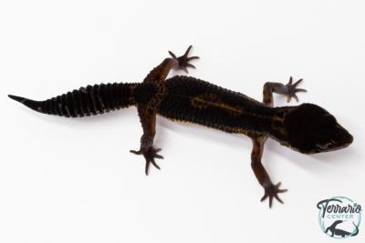 Gecko Léopard - Eublepharis Macularius - Black Night - Femelle &#9792; F3