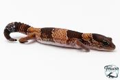 Hemitheconyx caudicinctus - Gecko à queue grasse - Mâle &#9794; A3
