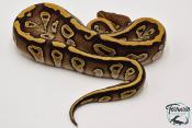 Python royal - Python regius Phantom