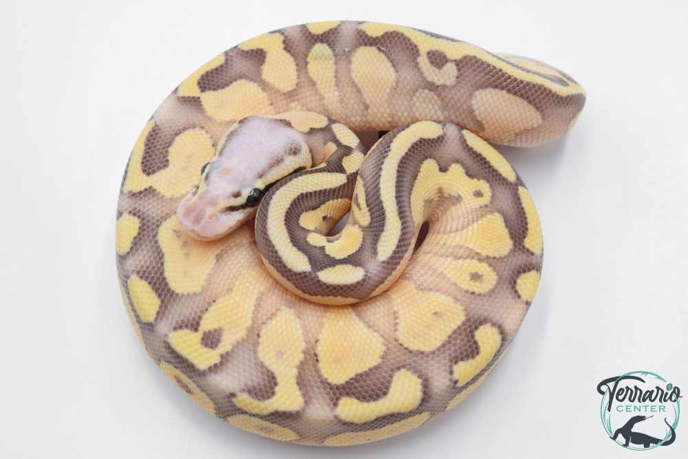 Python royal - Python regius Super Pastel Lesser