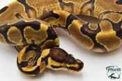Python royal - Python regius Enchi Yellow Belly