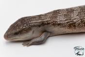Tiliqua scincoides chimaerea - Scinque à langue bleue