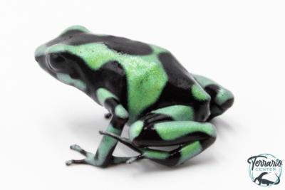 Dendrobates auratus - Dendrobate doré "Costa Rica"