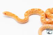 Pituophis catenifer sayi - Serpent taureau - Albinos
