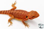 Pogona vitticeps - Agame barbu - Red Monster