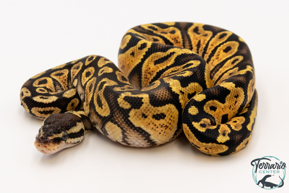 Python royal - Python regius Pastel Specter