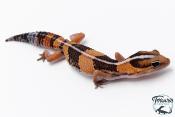 Hemitheconyx caudicinctus - Gecko à queue grasse - Mâle &#9794; A1