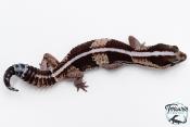 Hemitheconyx caudicinctus - Gecko à queue grasse - Femelle &#9792; A3