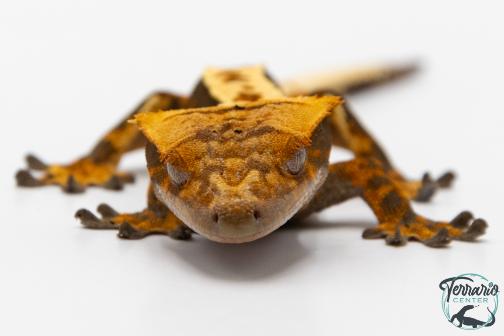 Correlophus ciliatus