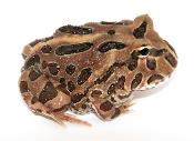 Grenouille cornue - Ceratophrys cranwelli Coffee