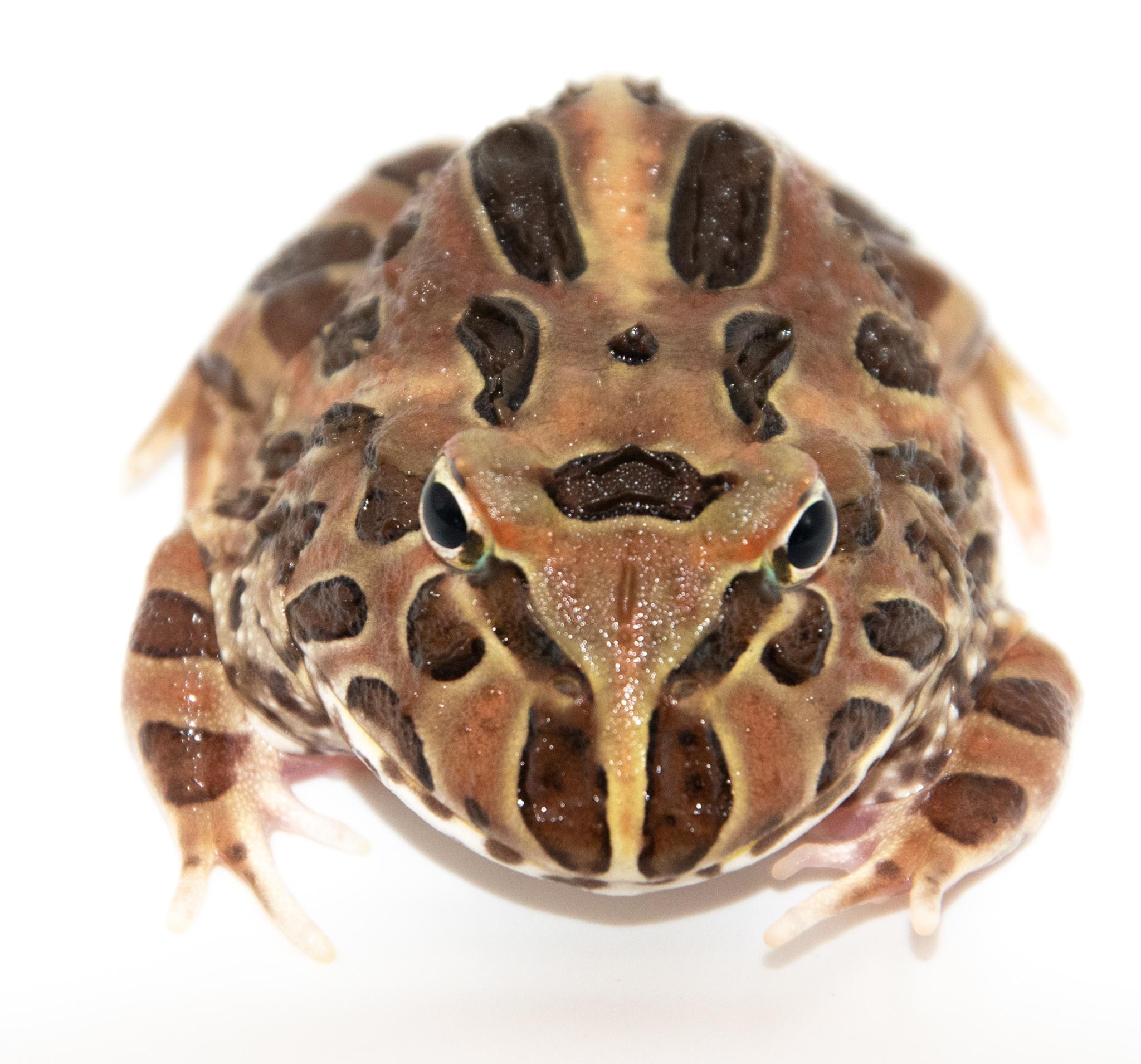 Grenouille cornue - Ceratophrys cranwelli Coffee