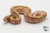 Python royal - Python regius Banana Mojave