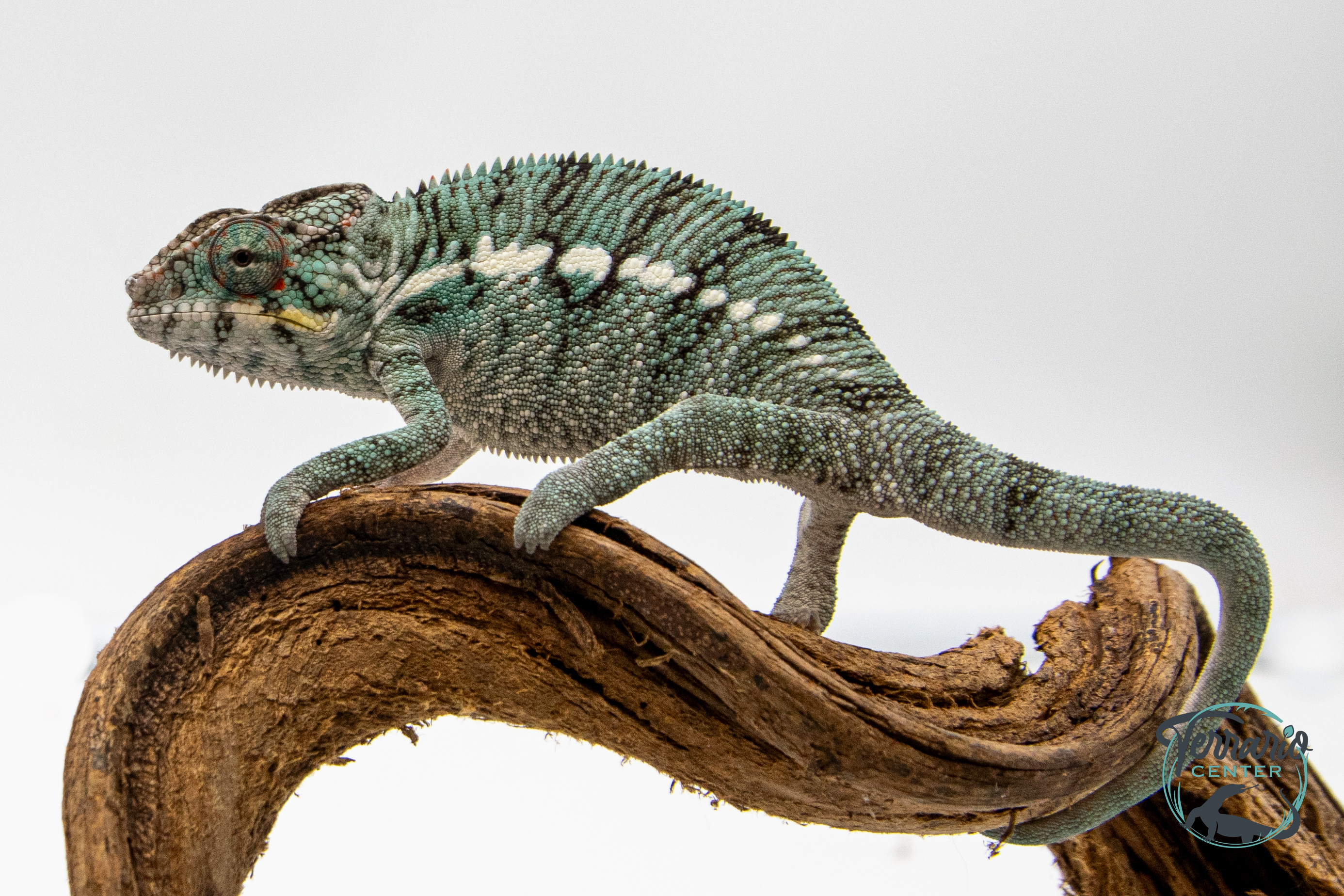 Caméléon Panthère - Furcifer Pardalis Nosy Be - Couple