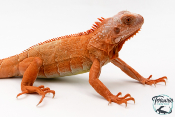 Iguana iguana - Iguane Vert juvénile - Red Hypo