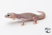 EM24 - Gecko Léopard - Eublepharis Macularius Blizzard - Mâle