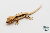 Correlophus ciliatus Lily White - Gecko à crête - Juvénile 22 -  NC 2023 - PH2024011010152316